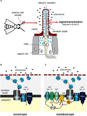 Insect Pheromone Receptors – Key Elements in Sensing Intraspecific <mark class="highlighted">Chemical Signals</mark>